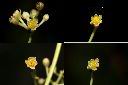 川桂-花1.jpg