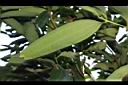 川桂-葉背03.JPG