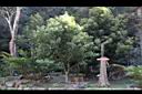川桂05.JPG
