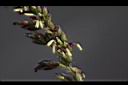 巴拉草-雄花01.jpg