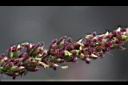 巴拉草-雌花00.jpg