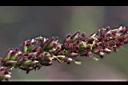 巴拉草-雌花01.jpg