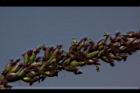 巴拉草-雌花10.jpg