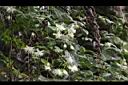 巴氏鐵線蓮-花05.JPG