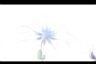 巴氏鐵線蓮-實25.JPG