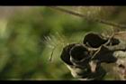 巴氏鐵線蓮-種子00.JPG