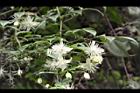 巴氏鐵線蓮-花06.JPG