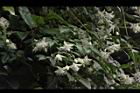 巴氏鐵線蓮-花08.JPG