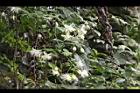 巴氏鐵線蓮-花11.JPG