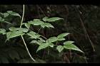 巴氏鐵線蓮-葉10.JPG