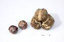 巴西橡膠樹-實00.JPG