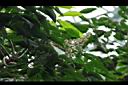 巴西橡膠樹-花序01.JPG