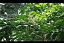 巴西橡膠樹-花序03.JPG