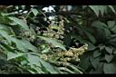 巴西橡膠樹-花序06.JPG