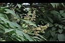 巴西橡膠樹-花序11.JPG