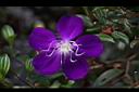 巴西野牡丹-花23.jpg