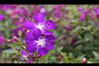 巴西野牡丹-花01.jpg