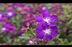 巴西野牡丹-花02.jpg