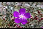 巴西野牡丹-花07.jpg