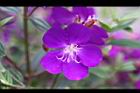巴西野牡丹-花15.jpg