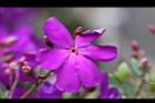 巴西野牡丹-花16.jpg