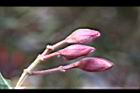 巴西野牡丹-花苞05.jpg