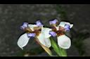 巴西鳶尾-花21.JPG