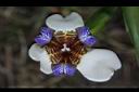 巴西鳶尾-花40.JPG