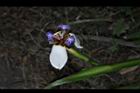 巴西鳶尾-花08.JPG