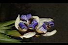 巴西鳶尾-花101.JPG