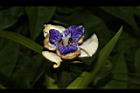 巴西鳶尾-花103.JPG