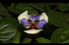 巴西鳶尾-花104.JPG