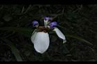 巴西鳶尾-花18.JPG
