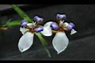 巴西鳶尾-花23.JPG