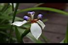 巴西鳶尾-花26.JPG