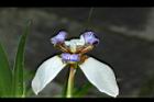 巴西鳶尾-花29.JPG