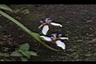 巴西鳶尾-花53.JPG