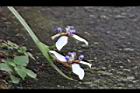 巴西鳶尾-花57.JPG