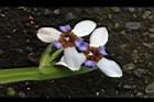巴西鳶尾-花77.JPG