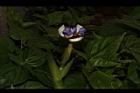巴西鳶尾-花98.JPG