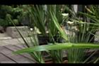 巴西鳶尾-花苞01.JPG