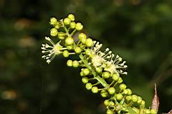 巴豆-雄花02.JPG