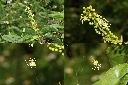 巴豆-雄花1.jpg