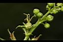 巴豆-雌花01.JPG