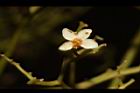 布氏黃木-花23.JPG