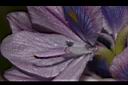 布袋蓮-花蕊01.JPG