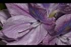 布袋蓮-花蕊00.JPG
