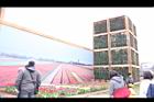 常春藤16.JPG