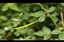 平伏莖白花菜-實00.JPG