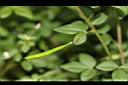 平伏莖白花菜-實01.JPG